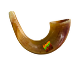 Shofar de carneiro - tamanho C3