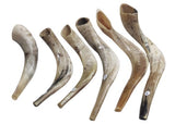 Shofar de Carneiro